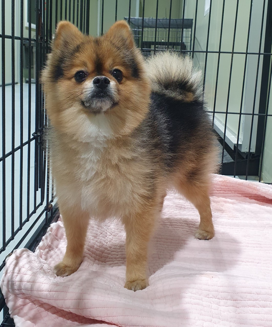 남양주시동물보호센터_441399202302885